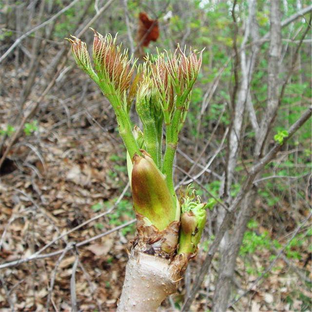 素有“东北竹笋”美称的龙牙楤木栽培方法，5分钟读懂，请收藏