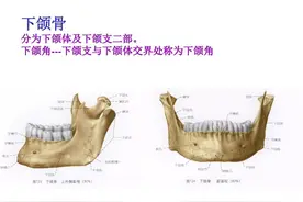 下颌骨解剖图片