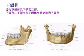 下颌骨解剖图片