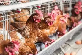 养鸡禁忌药不能用图片