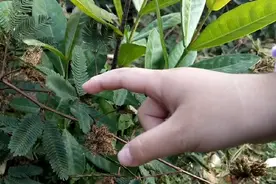 「科普」含羞草的智慧图片