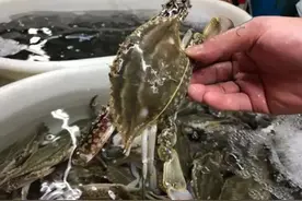 梭子蟹吃不完，最忌直接冷冻，学会2招，放半个月还新鲜，不空壳图片