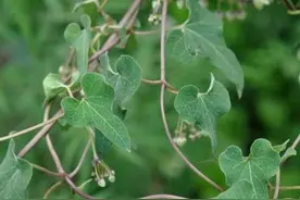 白首乌是一种什么样的植物？图片