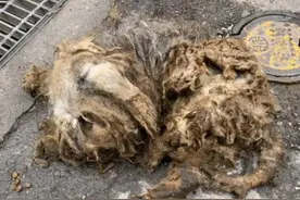 两只流浪狗相依为命，好友被收养后，狗狗不舍得伙伴，主动跟着走图片