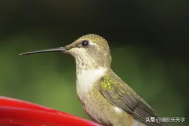 蜂鸟，唯一可以倒着飞的鸟类，可爱至极的图片，要保存图片