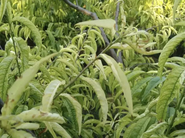 妗冩爲涓轰綍鎬荤己閾侊紵濡備綍琛ラ搧鏁堟灉鎵嶅ソ锛? onerror=