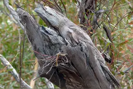 奥特曼的怪兽原型？最孤独的伪装者——林鸱，装了一辈子“树干”图片