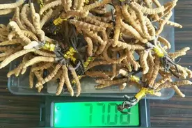 虫草跟冬虫夏草是一回事吗？图片