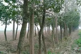 山里这种树，树皮很值钱，有幸遇见请珍惜图片