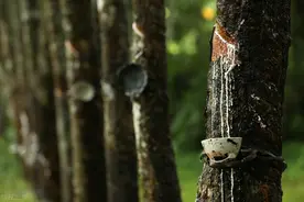 泰国橡胶未来恐怕要依靠中国市场图片