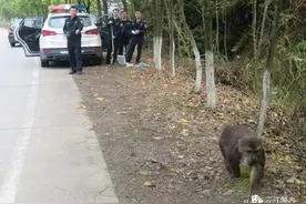 齐天大圣公路边悠闲的散步！三江森林公安紧急出动“奉上”香蕉图片