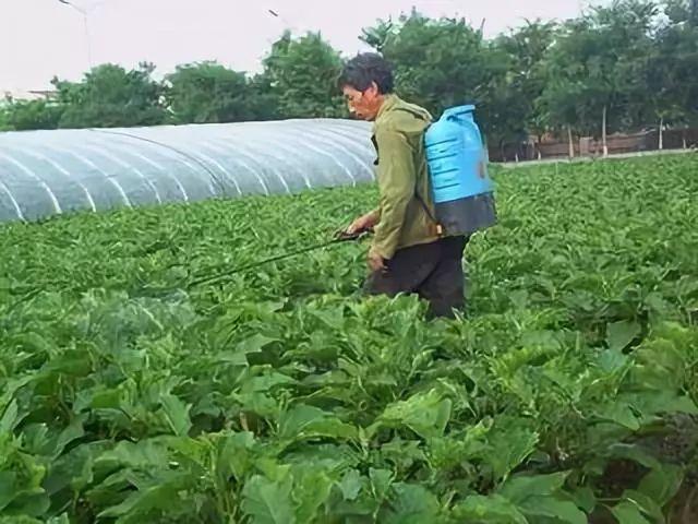 5类杀菌剂使用不当，最容易误伤作物！你会正确使用它们吗？