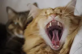 “我的猫流口水、疼得嗷嗷叫”——你需要了解什么是真正的猫口炎图片