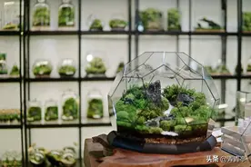 苔藓微景观图片