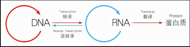 DNA里隐藏了生命所有的秘密，这是怎么实现的？