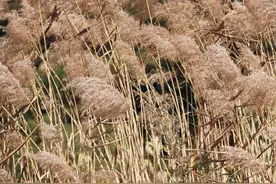 「秦岭百科 · 植物」芦苇图片