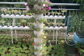 他养太阳花，用1根PVC管做“花柱子”，养半年就出效果了图片