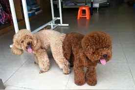 看完养公犬和母犬的区别，你会知道如何选择的图片