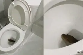 为什么泰国有这么多蛇出现在厕所里？图片