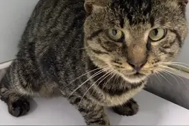 江苏：被扔在高架桥上，又遇车祸的流浪猫，获救后的眼神令人心碎图片