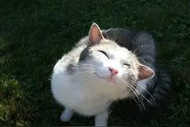 猫的毛色不同，对应的性格也不同，这种毛色被称为猫中二哈图片