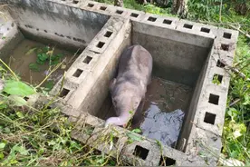 亚洲象找妈妈图片