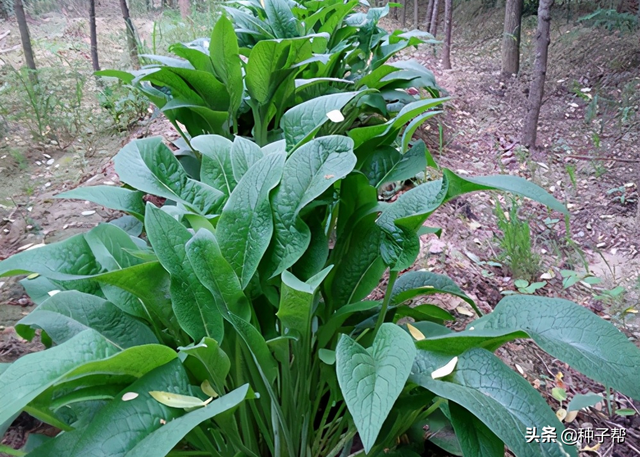 有关俄罗斯饲料菜畜牧价值，你想知道的都在这里了