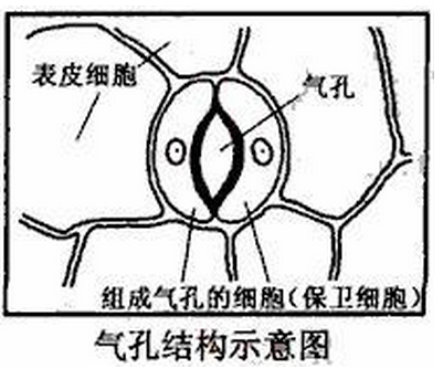 高中生物学习经验分享