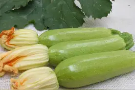 说起西葫芦，就不能不提这道菜图片