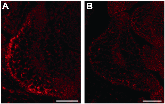 期刊阅读：植物学报，2021年，第3期