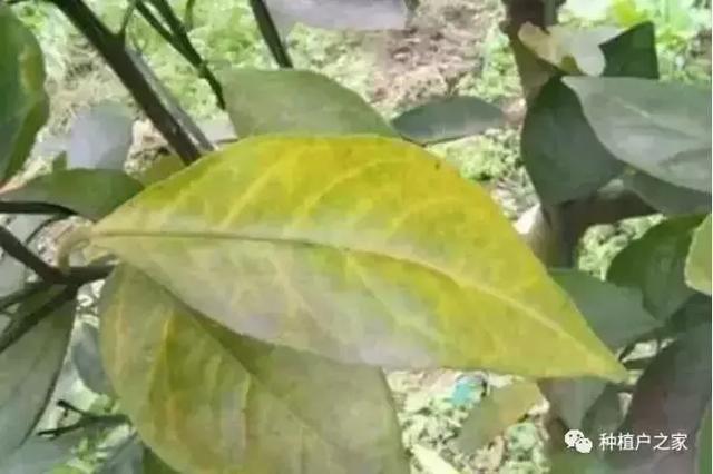 柑桔园缺素预警图，一起来认一认