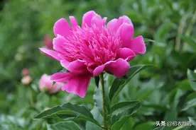 诗中芍药，合欢还有恨，名字是将离，芍药是怎么变成离别之花的？图片