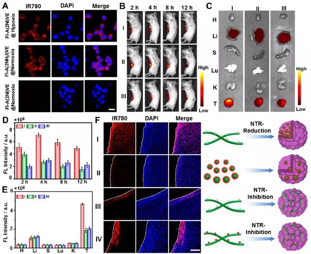 南开余志林JACS一种新型氨基酸多肽的乏氧响应组装及肿瘤荧光成像
