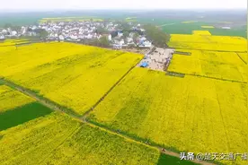 应城魏河万亩油菜花醉游人图片
