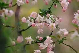 有梦花居——卷帘回眸·海棠依旧图片