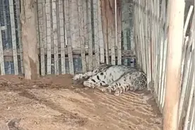 咬死羊19只 雪豹因吃太饱躺在羊圈睡大觉被发现图片