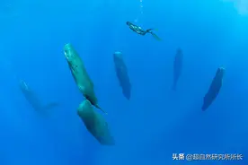 南极深处真的存在巨大的生物吗？世界的尽头到底是什么样子？图片