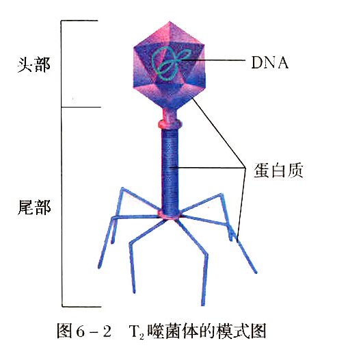 高中生物学习经验分享