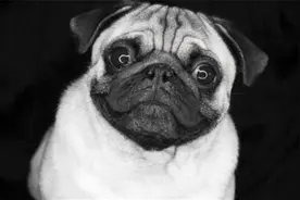 唐朝人的"萌宠"：本土、进口种类多样，狗子、山雀总有一款适合你图片