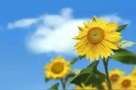 我退休金一万二，你敢拒绝我求婚？56岁保姆：拿钱干活少扯感情图片
