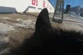 警犬出击！挑战高难度障碍，独立解救“人质”图片