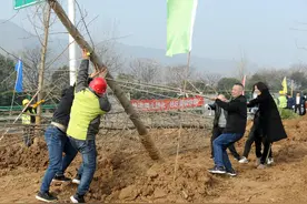 3月底 西安灞桥区将完成50万株树木栽植任务图片