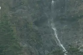 原始森林中的“绿色屏障”急尖长苞冷杉图片
