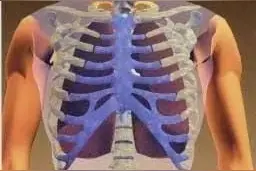 好玩有料的STEM科学课《制作模型肺》图片