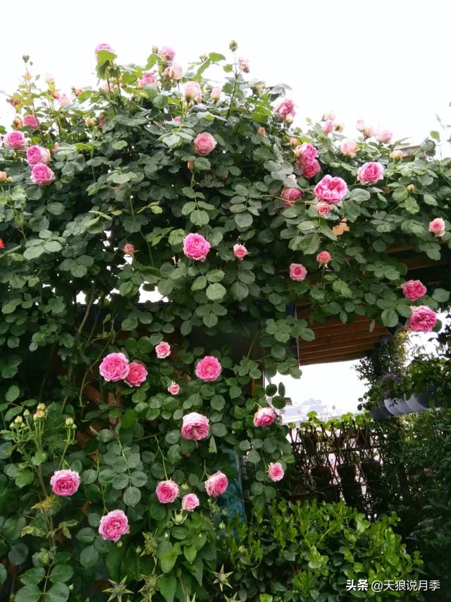 150185(养花必备)-千层楼