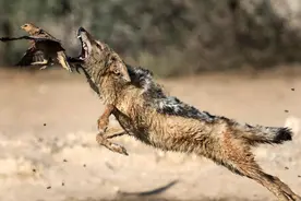 云南怒江出现野生豺狼，专挑野猪下手，它能否解决野猪泛滥问题？图片