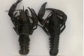 你真的能分清蝲蛄和小龙虾吗？图片