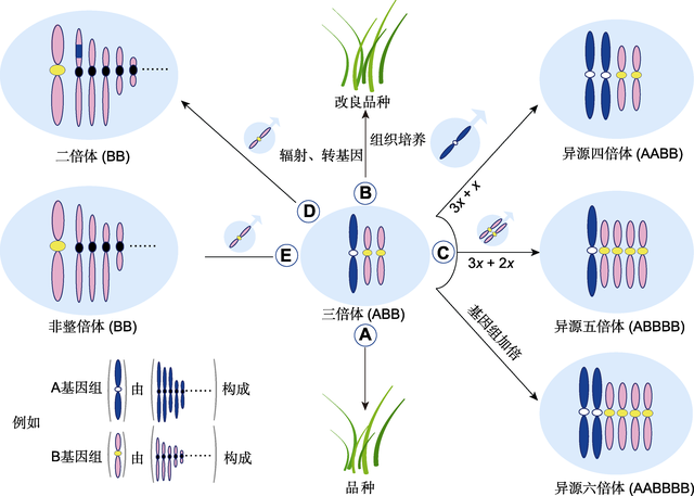 期刊阅读：植物学报，2021年，第3期
