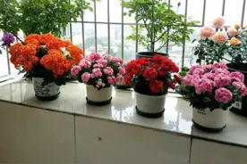 长寿花养护分“4步”，不断长新芽，变成小老桩，夏季高温也不怕图片