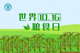 世界粮食日：一株玉米艰难长 劝您不负好“食”光图片